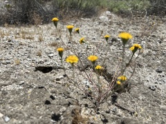 Chaenactis glabriuscula glabriuscula