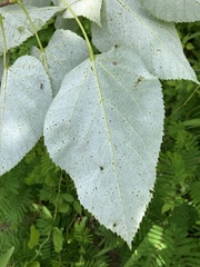 Tilia americana heterophylla