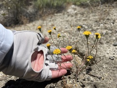 Chaenactis glabriuscula glabriuscula