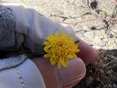 Chaenactis glabriuscula glabriuscula