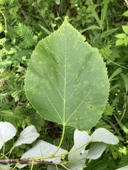 Tilia americana heterophylla