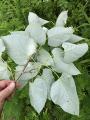 Tilia americana heterophylla