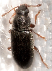 Telmatophilus americanus