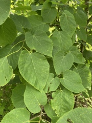 Tilia americana heterophylla