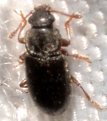 Telmatophilus americanus