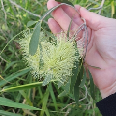 Melaleuca fluviatilis