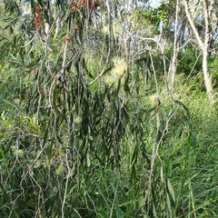 Melaleuca fluviatilis