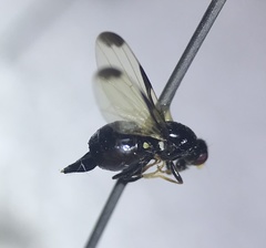 Pseudoseioptera