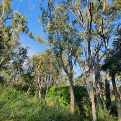Melaleuca fluviatilis