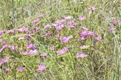 Sabatia campestris
