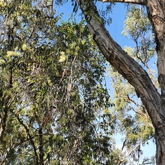 Melaleuca fluviatilis