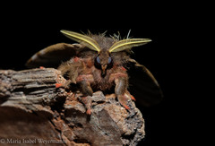 Dirphiopsis epiolina