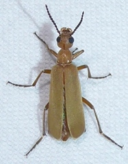 Epicauta ochrea