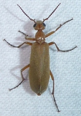 Epicauta ochrea
