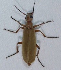 Epicauta ochrea
