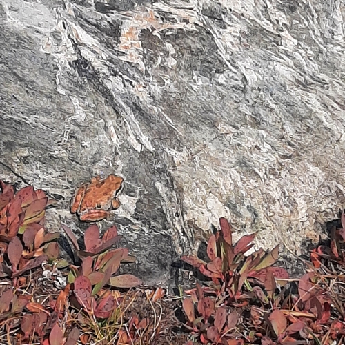iNaturalist observation photo of Pacific chorus frog