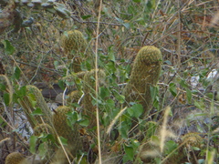 Coryphantha erecta