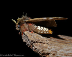 Dirphiopsis epiolina