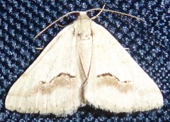 Frederickia ballandrata