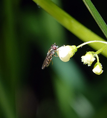 Platycheirus trichopus