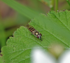 Platycheirus trichopus