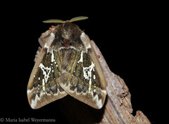 Dirphiopsis epiolina