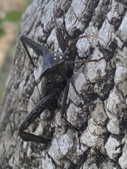 Acanthocephala alata