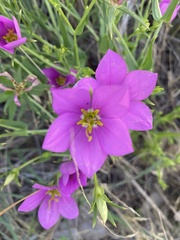 Sabatia campestris