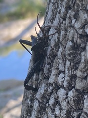 Acanthocephala alata