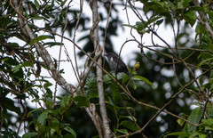 Heterospingus rubrifrons