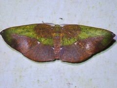 Omiza herois