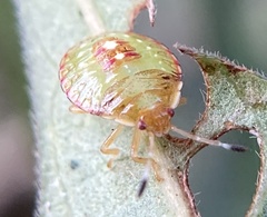 Ascra bifida