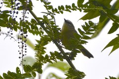 Myiothlypis coronata