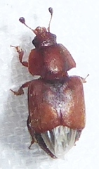 Caplothorax rufus