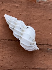 Epitoniidae