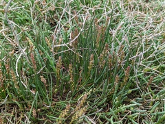 Triglochin concinna concinna