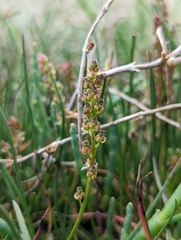 Triglochin concinna concinna