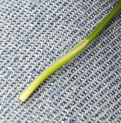 Triglochin concinna concinna