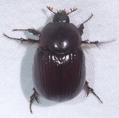 Orizabus pyriformis