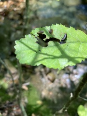Chrysomela interrupta