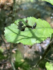 Chrysomela interrupta