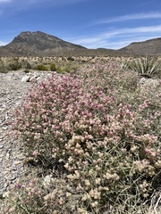 Scutellaria mexicana