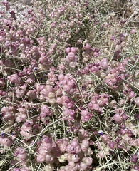 Scutellaria mexicana