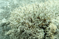 Stereocaulon vesuvianum