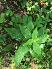 Triosteum aurantiacum