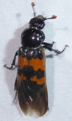 Nicrophorus hybridus