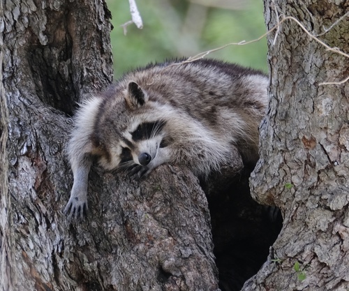 Common Raccoon photographed in Texas