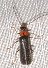 Rhagonycha excavata