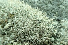 Stereocaulon vesuvianum