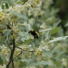 Bombus borealis